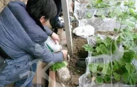 冬季蔬菜药剂灌根方法和注意事项 蔬菜灌根的正确方法