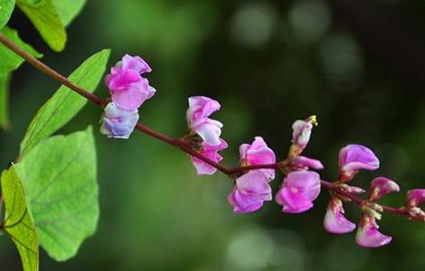 扁豆花期 如何管理