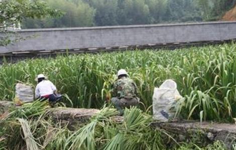 冷水茭白的栽培技术（冷水茭白种植技术）