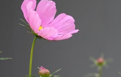 波斯菊怎么浇水（波斯菊怎么浇水施肥）