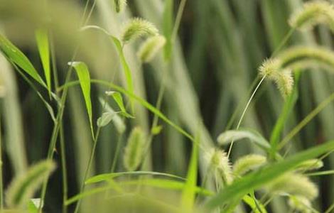 狗尾巴草是什么植物 狗尾巴草是什么植物,它的茎叫什么茎