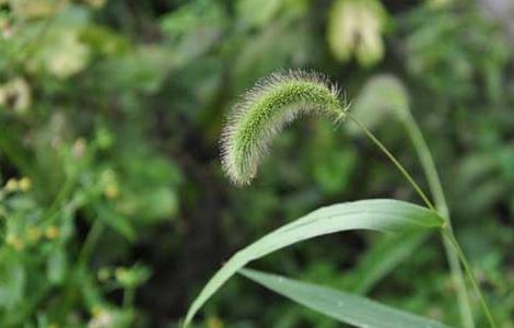 狗尾巴草是什么植物