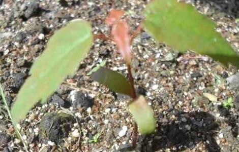 红枫种子怎么种