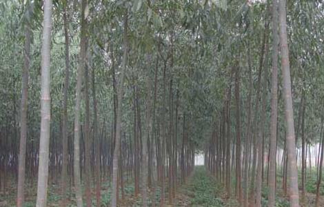 竹柳种植技术