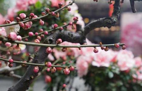 梅花什么时候开花（梅花什么时候开花哪个季节）