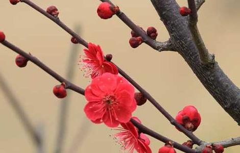 梅花什么时候开花