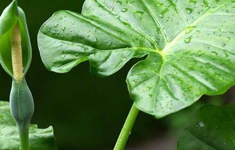 滴水观音是什么植物 滴水观音是什么植物图片