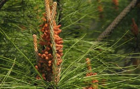 马尾松种植技术（马尾松种植方法）