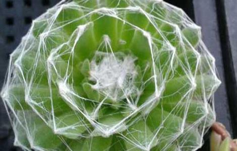 蛛丝卷绢的养殖方法 蛛丝卷绢的养殖方法和技术