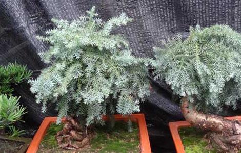 盆栽澳洲杉怎么养 盆栽澳洲杉养殖方法和注意事项