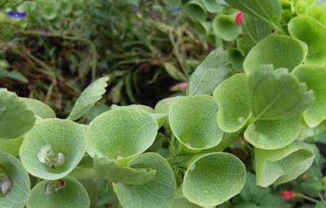 贝壳花怎么种植才好（贝壳花种植方法）