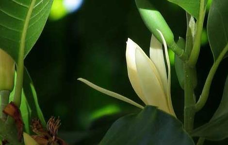 白兰花种子价格及种植方法（白兰花种子图片）