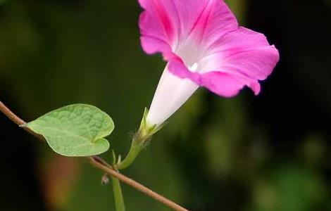 牵牛花种子价格及种植方法（牵牛花种子一般多少钱?）