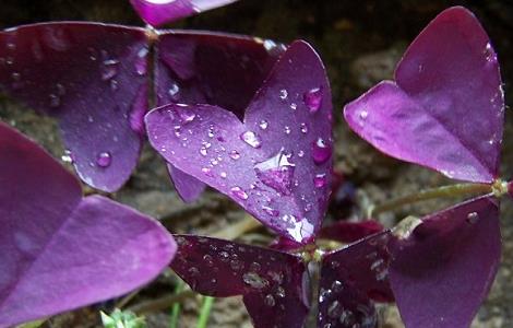 紫叶酢浆草的养护方法 紫叶酢浆草养植方法