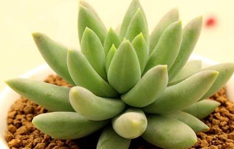 千佛手叶子皱了怎么办(千佛手叶子一直皱皱的)