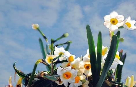 水仙花怎么催芽（水仙花怎么催芽视频）