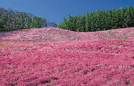 藏红花常见病害及防治方法 藏红花常见病害及防治方法视频