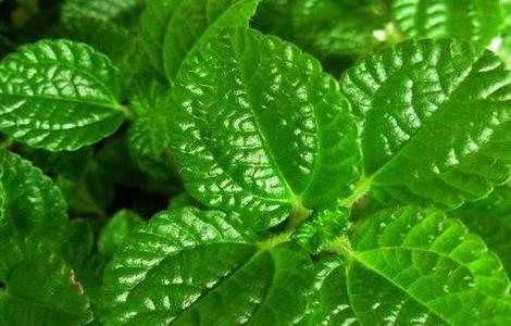 吸毒草可以放在卧室里吗（吸毒草可以放在卧室里吗有毒吗）