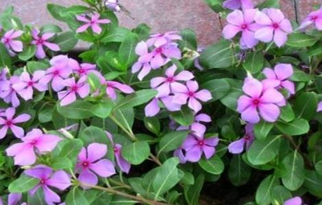 长春花的施肥方法（长春花施什么肥料）