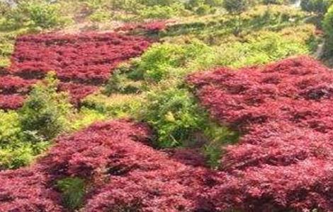 鸡爪槭 繁殖 方法