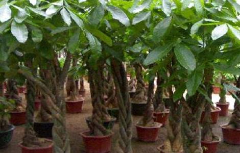 发财树怎么修剪枝叶 发财树怎么修剪枝叶什么时候最好