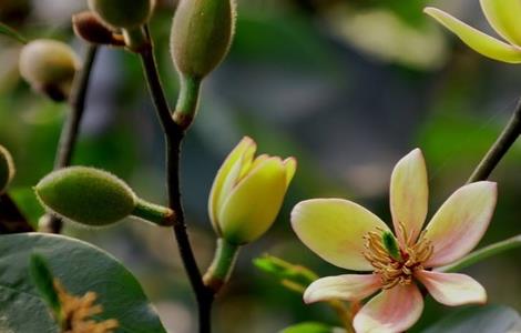 含笑花烂根了怎么办（含笑花洗根了就养不活）