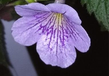 长筒花的养殖方法，鳞茎怎么种 长筒花怎么繁殖