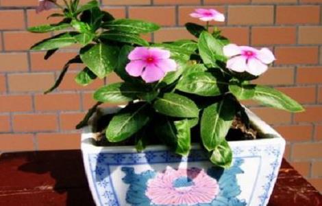 长春花叶子打卷、卷曲怎么办（长春花卷叶不缺水叶子卷了）