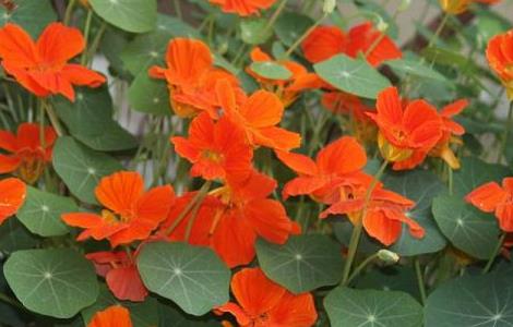 旱地莲种子怎么种 旱地莲种子图片