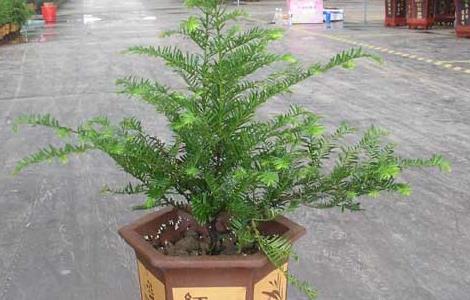 红豆杉的繁殖技术 红豆杉繁殖方法