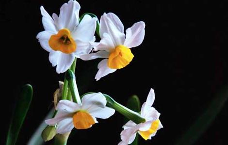 水仙花的花语和传说 水仙花的花语和传说是什么