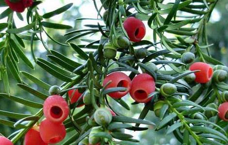 红豆杉的养殖方法和注意事项 家养红豆杉的养殖方法和注意事项