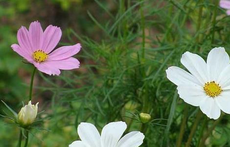 冬季花卉应防冻