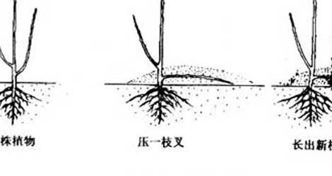 花木压条繁殖技术