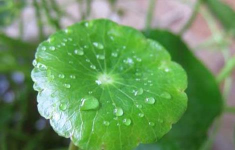 铜钱草繁殖方法（铜钱草繁殖方法和过程）