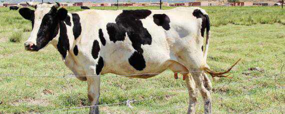 育肥牛的养殖方法和技术（育肥牛的养殖方法和技术要求）