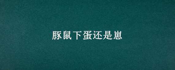 豚鼠下蛋还是崽 豚鼠下崽注意什么