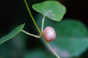 山药豆