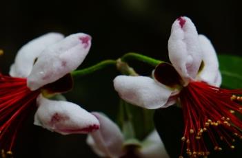 菲油果（菲油果的种植栽培技术）