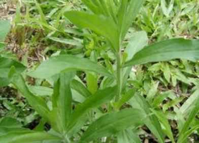 茼蒿什么时候种植，怎样种植茼蒿（茼蒿什么时候种?茼蒿种植时间及种植方法）