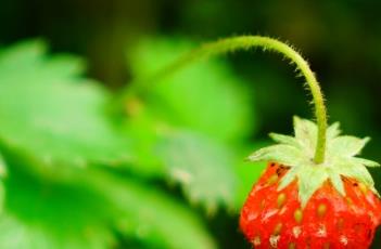 野草莓 野草莓图片
