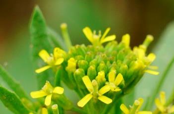 小花糖芥 小花糖芥的吃法