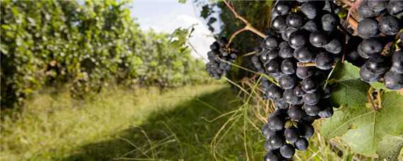 葡萄的生长环境和特点（葡萄生长的气候条件有哪些）