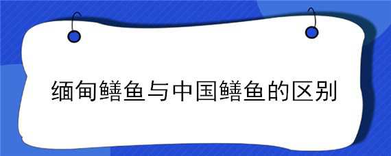 缅甸鳝鱼与中国鳝鱼的区别 缅甸鳝鱼与中国鳝鱼的区别在哪里