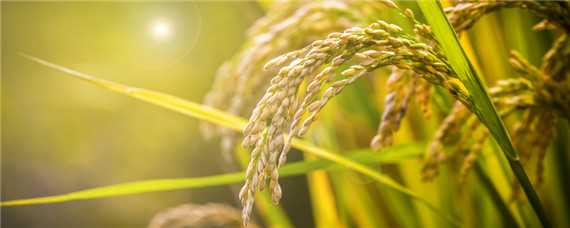 太空水稻是怎样培育出来的 太空稻利用什么育种原理