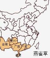 对叶榕 对叶榕图片