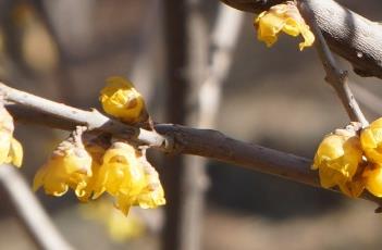 蜡梅科 蜡梅科的树种花期都在冬季