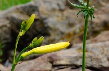 小黄花菜（小黄花菜图片）