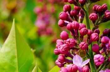 圆锥花序（圆锥花序的植物有哪些）