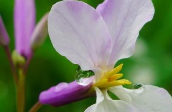 诸葛菜（诸葛菜花语）